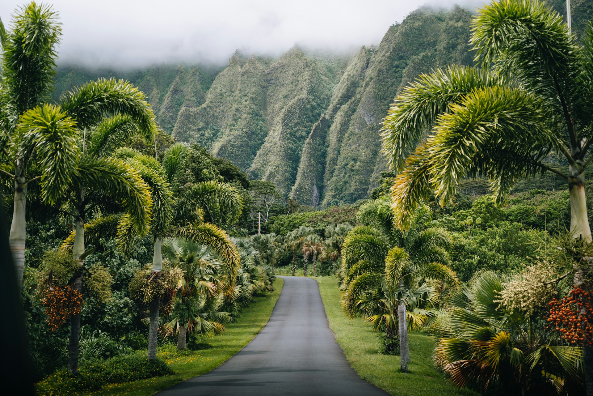 Lush Hawaiian coastline